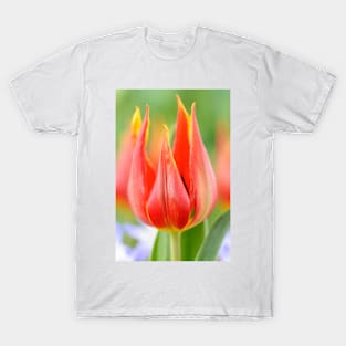 Tulipa schrenkii  Miscellaneous tulip T-Shirt